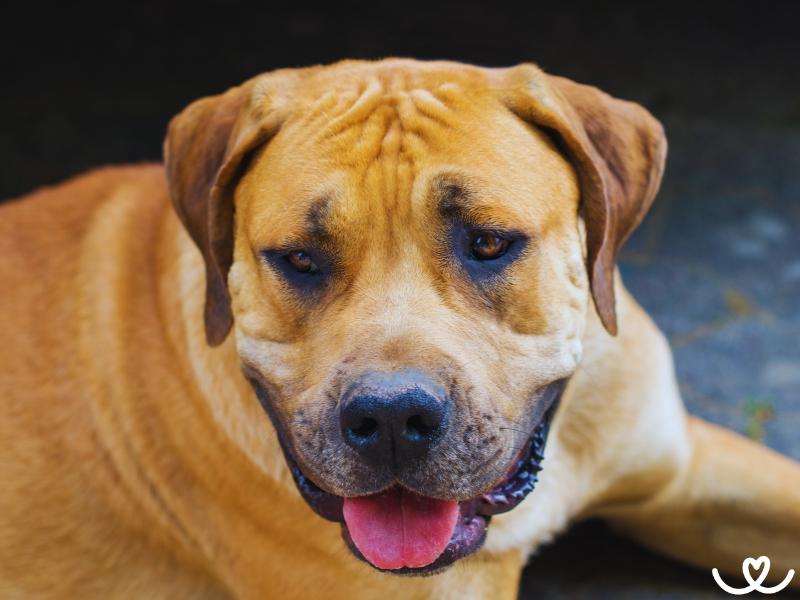 Plemeno-boerboel-bursky-buldok (14)